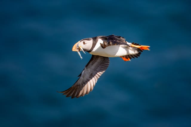 Seabird in flight carrying a fish